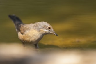 Western subalpine warbler (Curruca iberiae) at a water pool, Pinos, Solsona, Catalonia, Spain