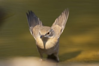 Western subalpine warbler (Curruca iberiae) at a water pool, Pinos, Solsona, Catalonia, Spain