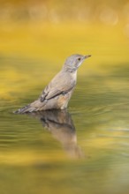 Western subalpine warbler (Curruca iberiae) at a water pool, Pinos, Solsona, Catalonia, Spain