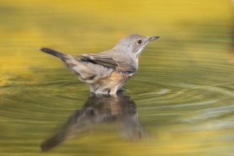 Western subalpine warbler (Curruca iberiae) at a water pool, Pinos, Solsona, Catalonia, Spain