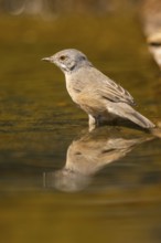 Western subalpine warbler (Curruca iberiae) at a water pool, Pinos, Solsona, Catalonia, Spain