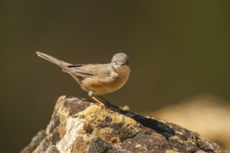 Western subalpine warbler (Curruca iberiae) sitting on a rock, Pinos, Solsona, Catalonia, Spain