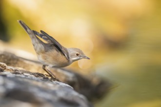 Western subalpine warbler (Curruca iberiae) sitting on a rock, Pinos, Solsona, Catalonia, Spain