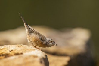 Western subalpine warbler (Curruca iberiae) sitting on a rock, Pinos, Solsona, Catalonia, Spain