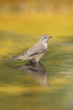 Western subalpine warbler (Curruca iberiae) at a water pool, Pinos, Solsona, Catalonia, Spain