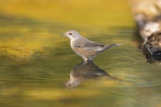 Western subalpine warbler (Curruca iberiae) at a water pool, Pinos, Solsona, Catalonia, Spain