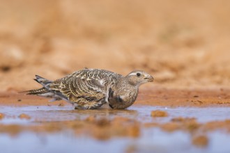 Black-bellied Sandgrouse (Pterocles orientalis) on a farmers field, Belchite, Aragon, Saragossa,