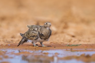 Black-bellied Sandgrouse (Pterocles orientalis) on a farmers field, Belchite, Aragon, Saragossa,