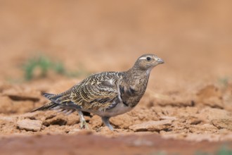Black-bellied Sandgrouse (Pterocles orientalis) on a farmers field, Belchite, Aragon, Saragossa,