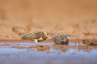 Pin-tailed Sandgrouse (Pterocles alchata) and Black-bellied Sandgrouse (Pterocles orientalis) at a
