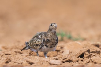 Black-bellied Sandgrouse (Pterocles orientalis) on a farmers field, Belchite, Aragon, Saragossa,