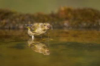 European greenfinch (Chloris chloris) at a water pool, Pinos, Solsona, Catalonia, Spain
