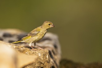 European greenfinch (Chloris chloris) sitting on a rock, Pinos, Solsona, Catalonia, Spain