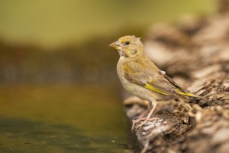 European greenfinch (Chloris chloris) at a water pool, Pinos, Solsona, Catalonia, Spain