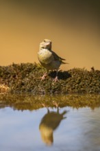 European greenfinch (Chloris chloris) at a water pool, Pinos, Solsona, Catalonia, Spain