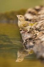European greenfinch (Chloris chloris) at a water pool, Pinos, Solsona, Catalonia, Spain