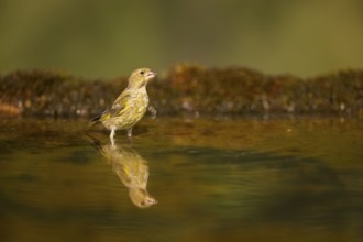 European greenfinch (Chloris chloris) at a water pool, Pinos, Solsona, Catalonia, Spain