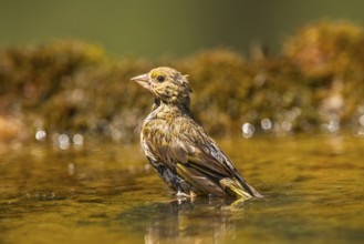 European greenfinch (Chloris chloris) at a water pool, Pinos, Solsona, Catalonia, Spain