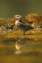 European greenfinch (Chloris chloris) at a water pool, Pinos, Solsona, Catalonia, Spain