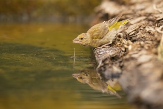 European greenfinch (Chloris chloris) at a water pool, Pinos, Solsona, Catalonia, Spain