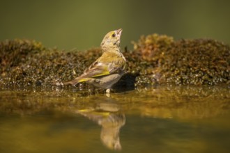 European greenfinch (Chloris chloris) at a water pool, Pinos, Solsona, Catalonia, Spain
