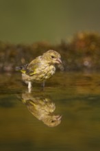 European greenfinch (Chloris chloris) at a water pool, Pinos, Solsona, Catalonia, Spain