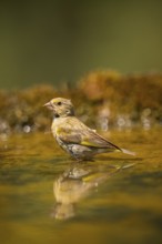 European greenfinch (Chloris chloris) at a water pool, Pinos, Solsona, Catalonia, Spain