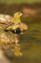 European greenfinch (Chloris chloris) at a water pool, Pinos, Solsona, Catalonia, Spain