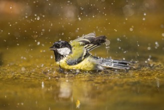Great Tit (Parus major) bathing in a water pool, Pinos, Solsona, Catalonia, Spain