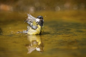 Great Tit (Parus major) bathing in a water pool, Pinos, Solsona, Catalonia, Spain