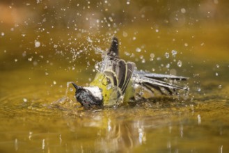 Great Tit (Parus major) bathing in a water pool, Pinos, Solsona, Catalonia, Spain