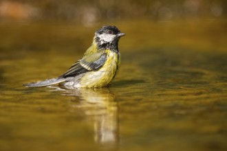 Great Tit (Parus major) bathing in a water pool, Pinos, Solsona, Catalonia, Spain