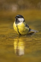 Great Tit (Parus major) bathing in a water pool, Pinos, Solsona, Catalonia, Spain
