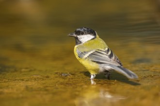 Great Tit (Parus major) at a water pool, Pinos, Solsona, Catalonia, Spain