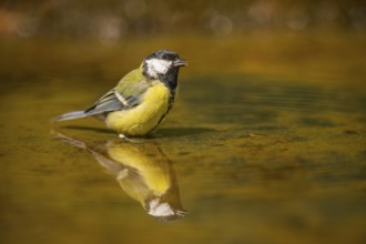 Great Tit (Parus major) bathing in a water pool, Pinos, Solsona, Catalonia, Spain
