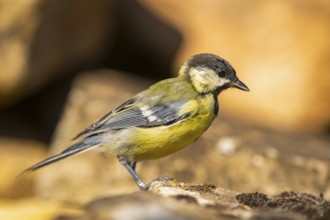 Great Tit (Parus major) sitting on a rock, Pinos, Solsona, Catalonia, Spain