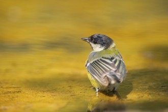 Great Tit (Parus major) at a water pool, Pinos, Solsona, Catalonia, Spain