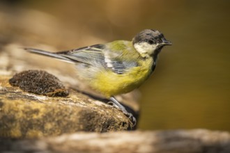 Great Tit (Parus major) at a water pool, Pinos, Solsona, Catalonia, Spain