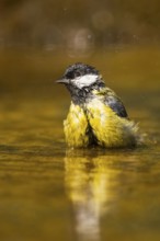 Great Tit (Parus major) bathing in a water pool, Pinos, Solsona, Catalonia, Spain