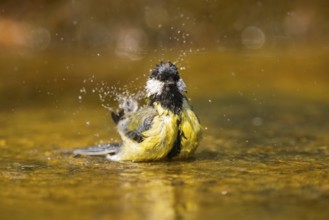Great Tit (Parus major) bathing in a water pool, Pinos, Solsona, Catalonia, Spain