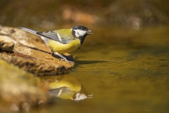 Great Tit (Parus major) at a water pool, Pinos, Solsona, Catalonia, Spain