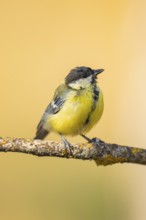 Great Tit (Parus major) sitting on a branch of a tree, Pinos, Solsona, Catalonia, Spain