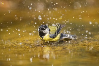 Great Tit (Parus major) bathing in a water pool, Pinos, Solsona, Catalonia, Spain
