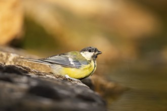 Great Tit (Parus major) at a water pool, Pinos, Solsona, Catalonia, Spain