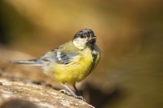 Great Tit (Parus major) at a water pool, Pinos, Solsona, Catalonia, Spain