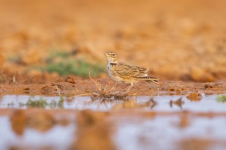 Calandra lark (Melanocorypha calandra) on a farmers field, Belchite, Aragon, Saragossa, Spain