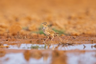 Calandra lark (Melanocorypha calandra) on a farmers field, Belchite, Aragon, Saragossa, Spain