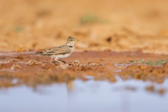 Calandra lark (Melanocorypha calandra) on a farmers field, Belchite, Aragon, Saragossa, Spain