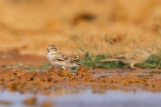 Greater short-toed lark (Calandrella brachydactyla) on a farmers field, Belchite, Aragon,