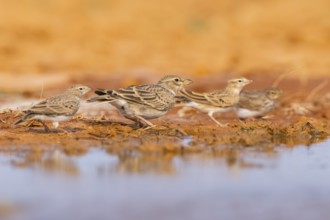 Greater short-toed lark (Calandrella brachydactyla) on a farmers field, Belchite, Aragon,